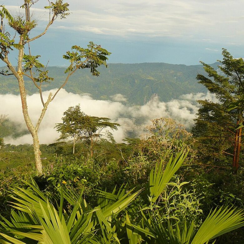 Finca La Esperanza: three generations above the clouds