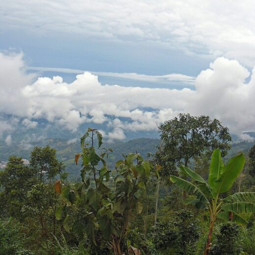Inside a Nariño micro-lot at 2,000 metres