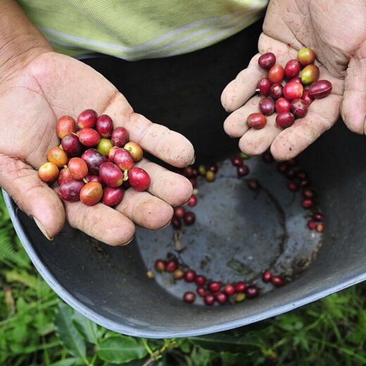 Meet the women growers of Cauca